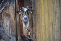 Frieda Feb. 2026.jpg