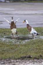 Laufenten Heiner und Elfriede.jpg
